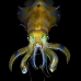 squid_reef_bigfin_bb_v_1374_alo3463.jpg